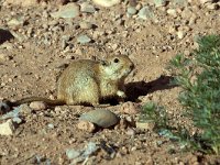 maudoc.com • Fat Sand Rat - Ratto delle sabbie maggiore -  Psammomys obesus •  IMG_7548.jpg : Ratto delle sabbie maggiore