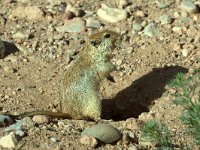 maudoc.com • Fat Sand Rat - Ratto delle sabbie maggiore -  Psammomys obesus •  IMG_7554.jpg : Ratto delle sabbie maggiore