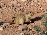 Fat Sand Rat - Ratto delle sabbie maggiore -  Psammomys obesus