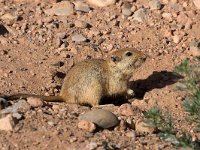 maudoc.com • Fat Sand Rat - Ratto delle sabbie maggiore -  Psammomys obesus •  IMG_7556.jpg : Ratto delle sabbie maggiore