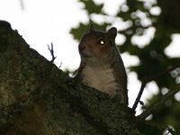 maudoc.com • Grey Squirrel - Scoiattolo grigio nordamericano - Sciurus carolinensis •  IMG_0590.jpg : Scoiattolo grigio