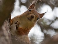 maudoc.com • Eurasian Red Squirrel - Scoiattolo - Sciurus vulgaris •  IMG_0746.jpg   Lapland, Finland : Scoiattolo