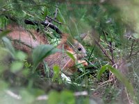 maudoc.com • Eurasian Red Squirrel - Scoiattolo - Sciurus vulgaris •  IMG_0959.jpg   Lapland, Finland : Scoiattolo