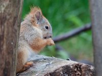 Eurasian Red Squirrel - Scoiattolo - Sciurus vulgaris