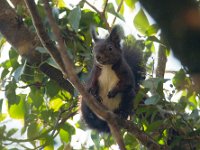 maudoc.com • Eurasian Red Squirrel - Scoiattolo - Sciurus vulgaris •  IMG_3638.jpg   Lessinia, Italy : Scoiattolo