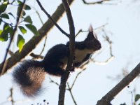 maudoc.com • Eurasian Red Squirrel - Scoiattolo - Sciurus vulgaris •  IMG_3641.jpg   Lessinia, Italy : Scoiattolo
