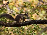 maudoc.com • Eurasian Red Squirrel - Scoiattolo - Sciurus vulgaris •  IMG_3669.jpg   Lessinia, Italy : Scoiattolo