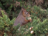 maudoc.com • Eurasian Red Squirrel - Scoiattolo - Sciurus vulgaris •  IMG_3925.jpg   Verona, Italy : Scoiattolo