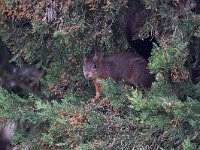 maudoc.com • Eurasian Red Squirrel - Scoiattolo - Sciurus vulgaris •  IMG_3939.jpg   Verona, Italy : Scoiattolo