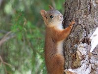 maudoc.com • Eurasian Red Squirrel - Scoiattolo - Sciurus vulgaris •  IMG_3968.jpg   Lapland, Finland : Scoiattolo
