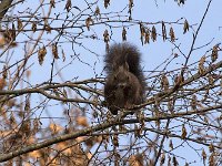 maudoc.com • Eurasian Red Squirrel - Scoiattolo - Sciurus vulgaris •  IMG_4725.jpg : Scoiattolo