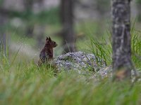 maudoc.com • Eurasian Red Squirrel - Scoiattolo - Sciurus vulgaris •  IMG_5743.jpg : Scoiattolo
