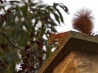 maudoc.com • Eurasian Red Squirrel - Scoiattolo - Sciurus vulgaris •  IMG_8307.jpg : Scoiattolo