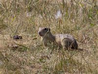 maudoc.com • Ground Squirrel - Citello - Spermophilus citellus •  IMG_9777.jpg   Fertő - Hanság, Hungary : Citello