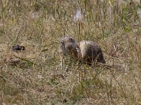 maudoc.com • Ground Squirrel - Citello - Spermophilus citellus •  IMG_9780.jpg   Fertő - Hanság, Hungary : Citello