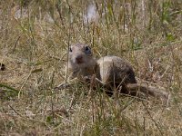 maudoc.com • Ground Squirrel - Citello - Spermophilus citellus •  IMG_9786.jpg   Fertő - Hanság, Hungary : Citello