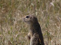 maudoc.com • Ground Squirrel - Citello - Spermophilus citellus •  IMG_9796.jpg   Fertő - Hanság, Hungary : Citello