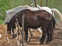 maudoc.com •  •  IMG_0043.jpg   Umbria, Italy : Airone guardabuoi, cavallo