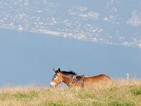 maudoc.com •  •  IMG_0152.jpg   Monte Baldo, Italy : Cavallo