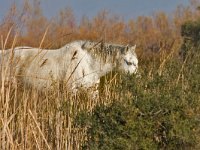 maudoc.com •  •  IMG_3006.jpg   Camargue, France : Cavallo