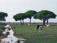 maudoc.com •  •  alberese06.jpg   Maremma, Italy : Cavallo, Mucca