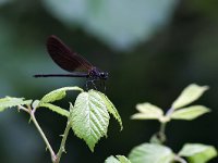 Splendente culviola - Calopteryx haemorrhoidalis