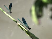 maudoc.com • Splendente comune - Calopteryx splendens •  IMG_0252.jpg   Splendente comune - Calopteryx splendens : Libellula