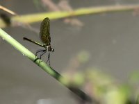 maudoc.com • Splendente comune - Calopteryx splendens •  IMG_0256.jpg   Splendente comune - Calopteryx splendens : Libellula