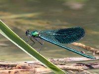 maudoc.com • Splendente comune - Calopteryx splendens •  IMG_0265.jpg   Splendente comune - Calopteryx splendens : Libellula