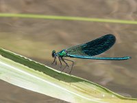 maudoc.com • Splendente comune - Calopteryx splendens •  IMG_0281.jpg   Splendente comune - Calopteryx splendens : Libellula