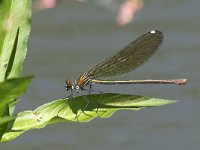 maudoc.com • Splendente comune - Calopteryx splendens •  IMG_0323.jpg   Splendente comune - Calopteryx splendens  ♀ : Libellula