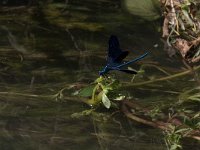 maudoc.com • Splendente comune - Calopteryx splendens •  IMG_2545.jpg   Splendente comune - Calopteryx splendens : Libellula