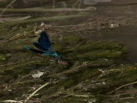 maudoc.com • Splendente comune - Calopteryx splendens •  IMG_2555.jpg   Splendente comune - Calopteryx splendens : Libellula