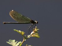 maudoc.com • Splendente comune - Calopteryx splendens •  IMG_2638.jpg   Splendente comune - Calopteryx splendens : Libellula