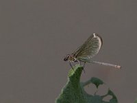 maudoc.com • Splendente comune - Calopteryx splendens •  IMG_2902.jpg   Splendente comune - Calopteryx splendens : Libellula