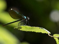 maudoc.com • Splendente comune - Calopteryx splendens •  IMG_3172.jpg   Splendente comune - Calopteryx splendens : Libellula