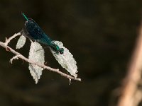 maudoc.com • Splendente comune - Calopteryx splendens •  IMG_3939.jpg   Splendente comune - Calopteryx splendens : Libellula