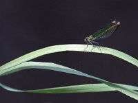 maudoc.com • Splendente comune - Calopteryx splendens •  IMG_4012.jpg   Splendente comune - Calopteryx splendens : Libellula