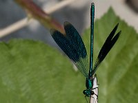 maudoc.com • Splendente comune - Calopteryx splendens •  IMG_5053.jpg   Splendente comune - Calopteryx splendens