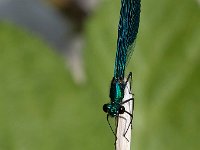 maudoc.com • Splendente comune - Calopteryx splendens •  IMG_5055.jpg   Splendente comune - Calopteryx splendens