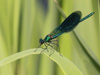 maudoc.com • Splendente comune - Calopteryx splendens •  IMG_5056.jpg   Splendente comune - Calopteryx splendens : Libellula