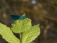 maudoc.com • Splendente comune - Calopteryx splendens •  IMG_5056a.jpg   Splendente comune - Calopteryx splendens