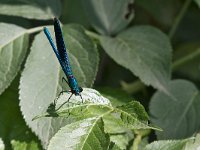 maudoc.com • Splendente comune - Calopteryx splendens •  IMG_5071.jpg   Splendente comune - Calopteryx splendens