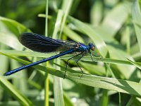 maudoc.com • Splendente comune - Calopteryx splendens •  IMG_5078.jpg   Splendente comune - Calopteryx splendens : Libellula