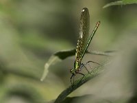 maudoc.com • Splendente comune - Calopteryx splendens •  IMG_5085.jpg   Splendente comune - Calopteryx splendens