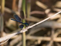 maudoc.com • Splendente comune - Calopteryx splendens •  IMG_5159.jpg   Splendente comune - Calopteryx splendens : Libellula