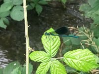 maudoc.com • Splendente comune - Calopteryx splendens •  IMG_5788.jpg   Splendente comune - Calopteryx splendens : Libellula