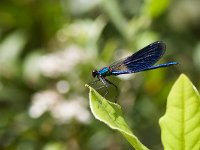 maudoc.com • Splendente comune - Calopteryx splendens •  IMG_6742.jpg   Splendente comune - Calopteryx splendens : Libellula