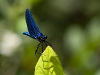 maudoc.com • Splendente comune - Calopteryx splendens •  IMG_6744.jpg   Splendente comune - Calopteryx splendens : Libellula