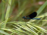 maudoc.com • Splendente comune - Calopteryx splendens •  IMG_7898.jpg   Splendente comune - Calopteryx splendens : Libellula